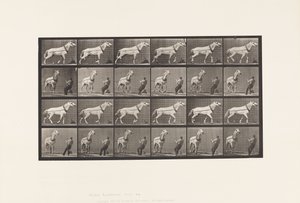 Plåt 573. Dragning; Man som drar i huvudet; Ljusgrå sto, 1885 av Eadweard Muybridge