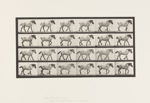 Tallrik 574.Gående; Fri; Mörkgrå belgisk häst Hansel, 1885 av Eadweard Muybridge