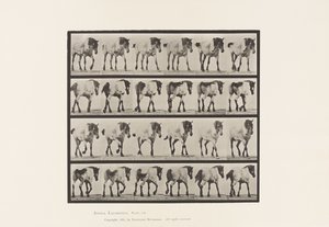 Tallrik 575.Gående; Fri; Mörkgrå belgisk häst Hansel, 1885 av Eadweard Muybridge