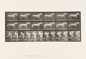 Tavla 576. Gående; Fri; Ljusgrå hästörn av Eadweard Muybridge