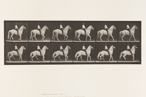Tallrik 577.Gående; Sadel; Oregelbunden; White Horse Clinton, 1885 av Eadweard Muybridge