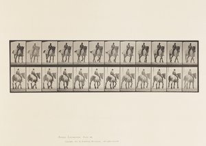 Tallrik 578.Gående; Bar rygg; Mörkgrå belgisk häst Dusel av Eadweard Muybridge
