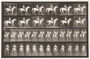 Tallrik 579.Gående; Sadel; White Horse Elberon, 1885 av Eadweard Muybridge