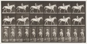 Tavla 581.Walking;Bareback;Rider,43, Naken; Ljusgrå häst Smith, 1885 av Eadweard Muybridge