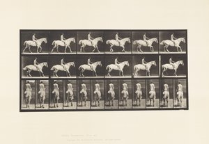 Tallrik 582. Gång;Sadel; Ryttare, 43, naken; Ljusgrå häst Smith av Eadweard Muybridge