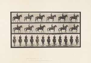 Tallrik 584.Gående; Sadel; Oregelbunden; Brown Mare Beauty, 1885 av Eadweard Muybridge