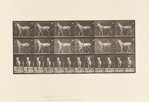 Tallrik 586.Gående; Sulky; Ljusgrå sto, Katydid, 1885 av Eadweard Muybridge