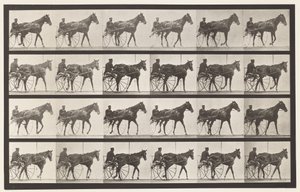 Tallrik 587.Gående; Sulky; Sorrel Mare Nellie Rose, 1885 av Eadweard Muybridge