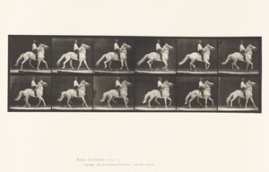 Plåt 589.Ambling av Eadweard Muybridge