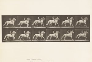 Plåt 590.Ambling av Eadweard Muybridge