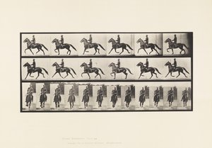 Plåt 593. Gungande (Pacing): Sadel; Brun häst Pronto av Eadweard Muybridge