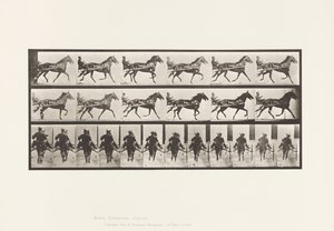 Tavla 594. Gungande (Pacing): Sulky; Brun häst Pronto av Eadweard Muybridge