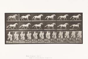 Tallrik 596. Trav; Fri; Ljusgrå hästörn av Eadweard Muybridge