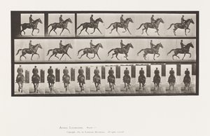 Tallrik 601. Trav; Sadel; Brown Mare Beauty av Eadweard Muybridge