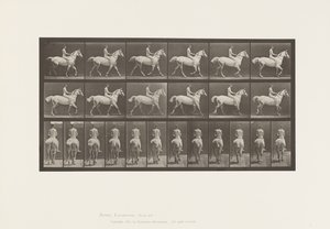 Tallrik 602.Trav;Barback; Ryttare, 43, naken; ljusgrå häst Smith, 1885 av Eadweard Muybridge