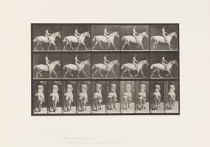 Tallrik 603. Trav; Sadel; Ride, 43, bred, ljusgrå häst Smith av Eadweard Muybridge