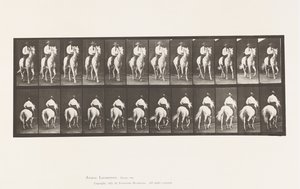 Tallrik 604. Trav; Sadel; White Horse, Elberon av Eadweard Muybridge