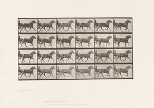 Tallrik 607. Trav; Sulky; Bay Mare, Lizzie M. av Eadweard Muybridge