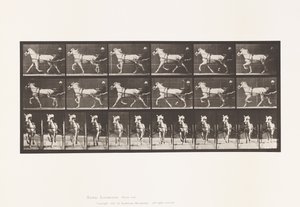 Tallrik 610. Trav; Sulky; Grey Mare, Katydid av Eadweard Muybridge