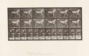 Tallrik 611. Trav; Sulky; Grey Mare, Katydid av Eadweard Muybridge