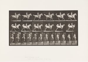 Tavla 622. Galopp; Sadel; Ryttare, 43, naken; grå häst Smith, 1885 av Eadweard Muybridge
