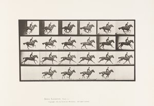 Tallrik 625. Galopp; Fullblod Bay Horse Bukett av Eadweard Muybridge