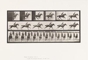 Tallrik 633. Galopp; Sadel; Fullblod Bay Horse Bukett av Eadweard Muybridge
