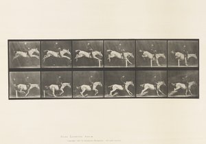 Plåt 641. Hoppa ett hinder; Sadel; Knacka över hinder och av Eadweard Muybridge