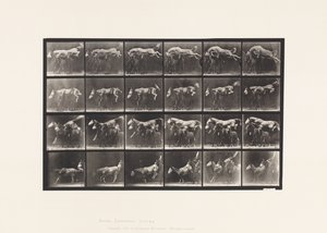 Tallrik 648. Hoppa över tre hästar; A,B; Kastanj hästbålgeting av Eadweard Muybridge