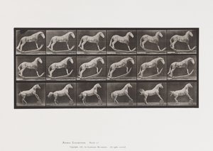 Tallrik 649.A, Hornet, Rocking; B, Eagle, Rolling Barrel, Etc. av Eadweard Muybridge