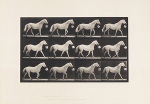 Tallrik 650. Går med en hink i munnen; Ljusgrå häst av Eadweard Muybridge