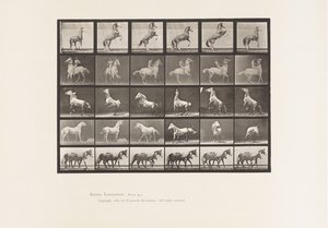 Plåt 652. A, B, C, D, E, Hästuppfödning m.m. av Eadweard Muybridge