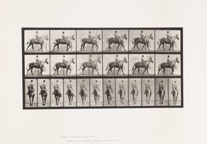 Tallrik 653. Gång; Sadel; Lama, höger framfot;Häst-Buckskinn av Eadweard Muybridge