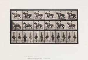 Tallrik 654. Gång; Sadel; Lama, höger framfot;Häst-Buckskinn av Eadweard Muybridge