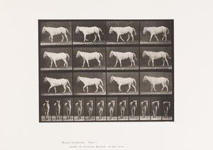 Tallrik 656. Gång; Fri; Ossifikation av brosk av Eadweard Muybridge
