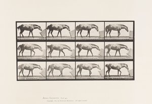 Tallrik 657. Rulla en låda; Ponny, Lotta av Eadweard Muybridge