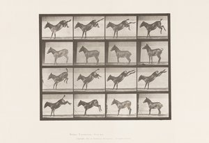Tallrik 658. Mula; A, sparkar; B, sparkar Ruth av Eadweard Muybridge