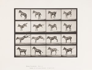 Tallrik 659. Mula; A, B, Bucking och Kicking; Ruth av Eadweard Muybridge