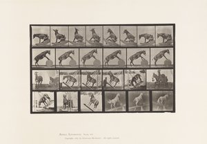 Tallrik 660. Mula; Diverse föreställningar Denver av Eadweard Muybridge