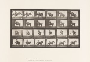 Tallrik 661. Mula; A, B, Ett eldfast djur Ruth av Eadweard Muybridge