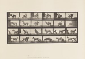Tallrik 662. Mula; A, B, Ett eldfast djur Denver av Eadweard Muybridge