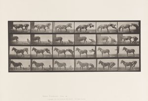 Tallrik 663. Mula; A, B, Ett eldfast djur Denver av Eadweard Muybridge