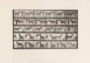 Tallrik 664. Mula; Olika föreställningar; vid ett bord osv. av Eadweard Muybridge