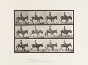 Tallrik 665. Ass; Gående; Barbacka; a Boy Riding, Jennie av Eadweard Muybridge