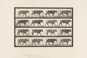 Tallrik 669. Oxe; Gående av Eadweard Muybridge