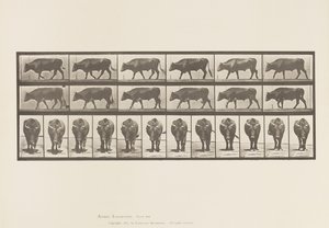 Tallrik 670. Ox; Gående av Eadweard Muybridge