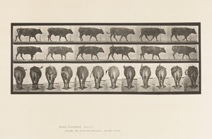 Tallrik 671. Ox; Gående av Eadweard Muybridge