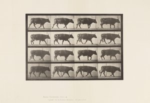 Tallrik 672. Ox; Trav av Eadweard Muybridge