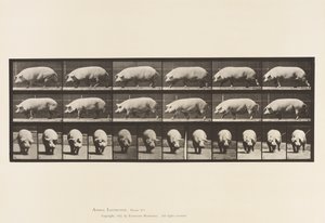 Tavla 673. Sugga; Gående av Eadweard Muybridge