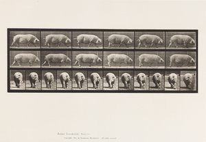 Tavla 674. Sugga; Gående av Eadweard Muybridge